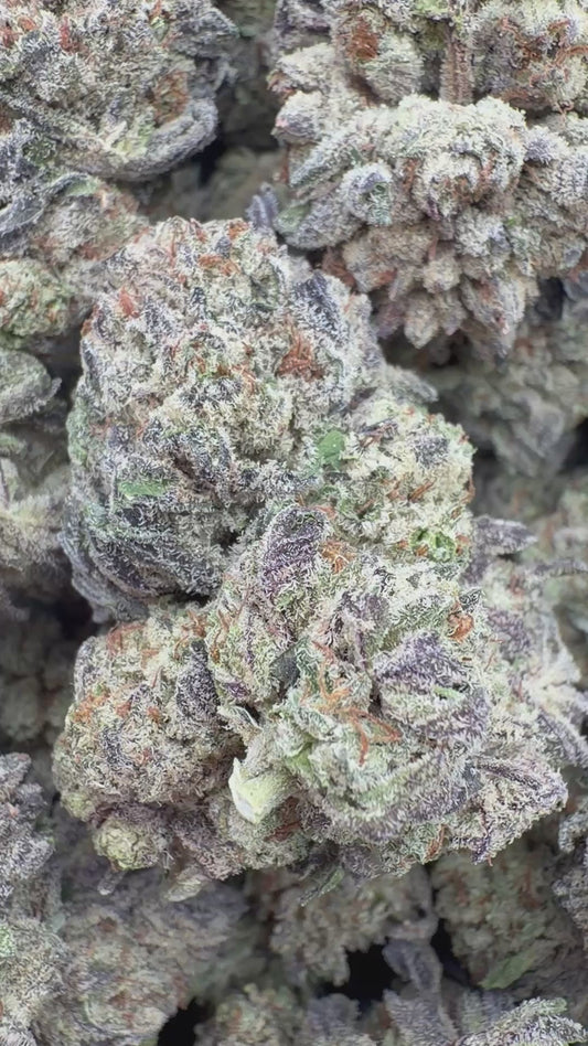 Snowman Indoor - Bulk - Hybrid