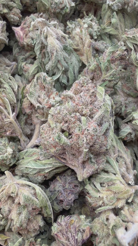Star Dog - Bulk - Indica