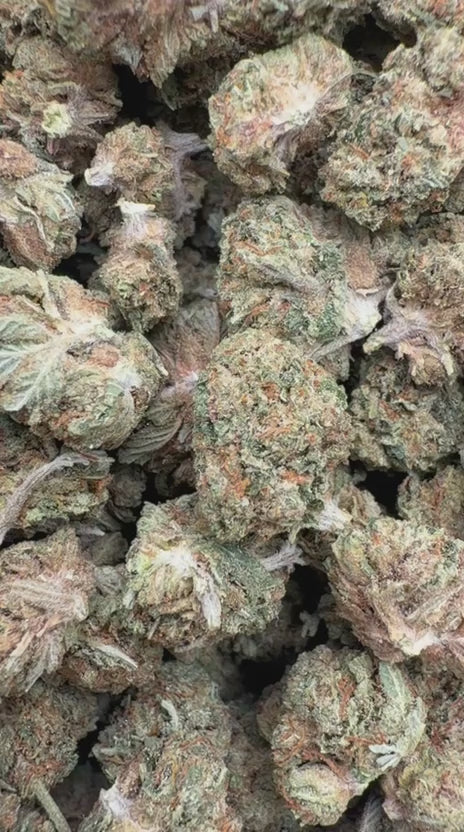 Lemonatti Minis - Bulk Minis - Sativa