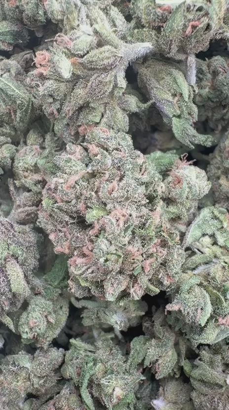 Sour Diesel Minis - Bulk Minis - Sativa