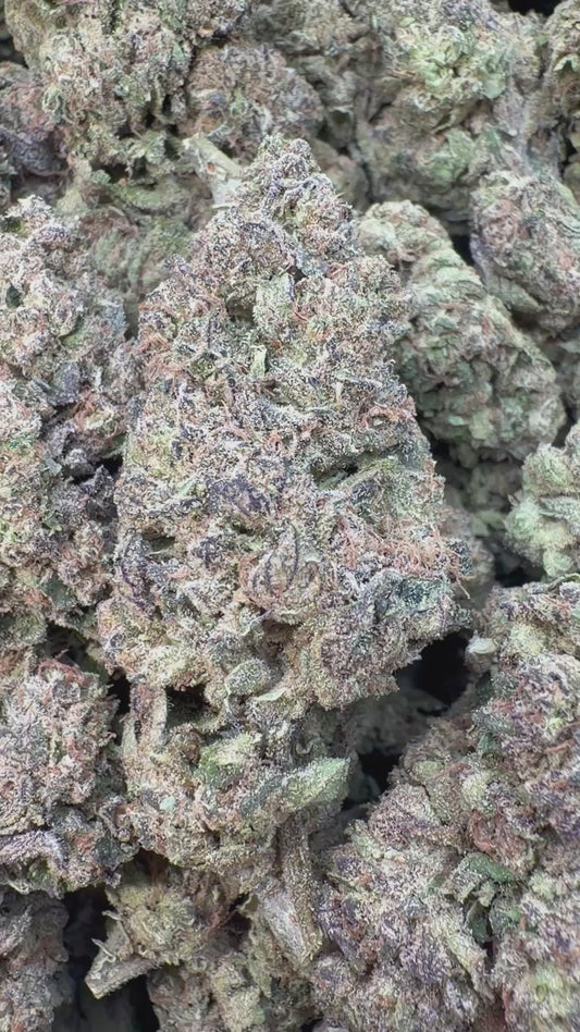 Jealousy - Bulk - Hybrid
