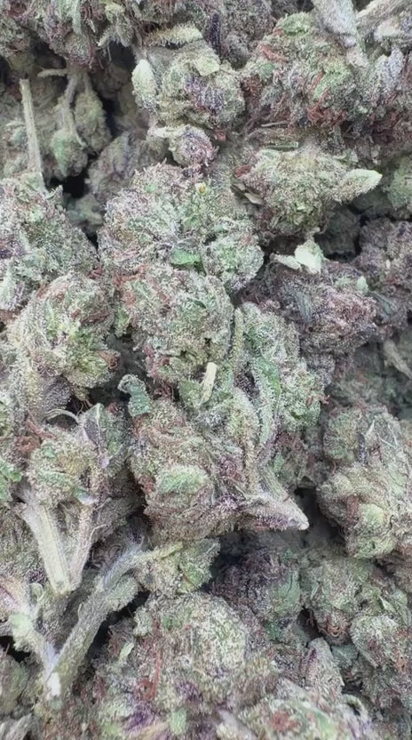 Gumbo - Bulk - Hybrid