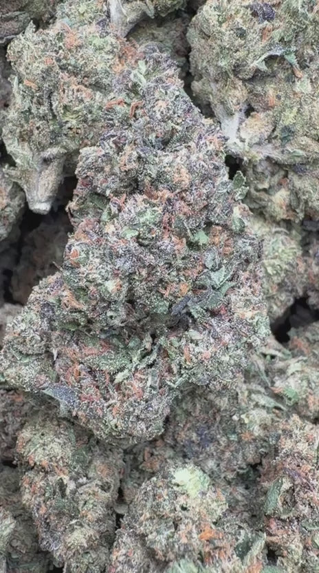 Double Runtz - Bulk - Hybrid