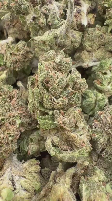 Burger Breath Minis - Bulk Minis - Indica