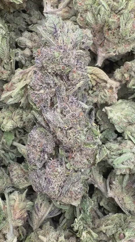 Star Dog - Bulk - Indica