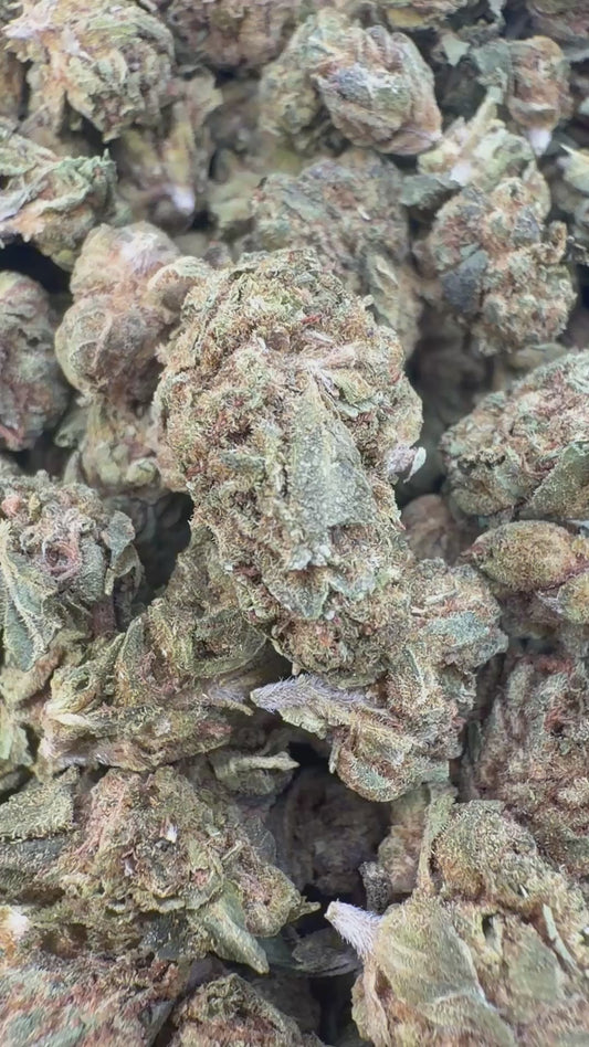 Acapulco Gold Minis - Bulk Minis - Sativa