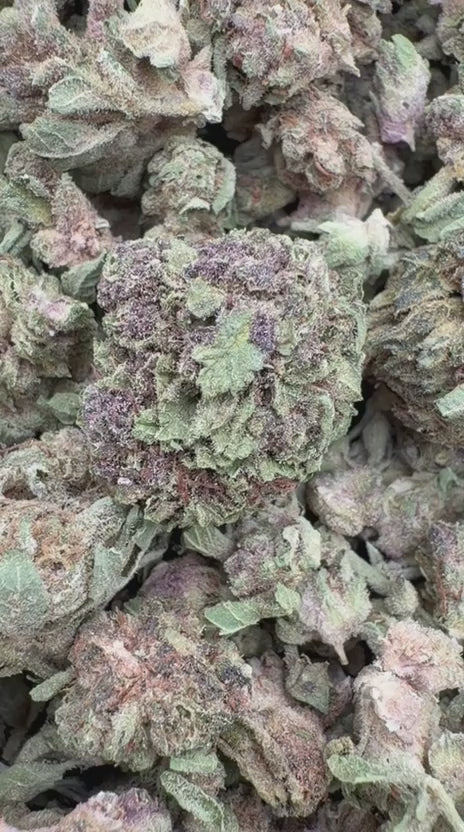 Pop Cherry Minis - Bulk Minis - Hybrid