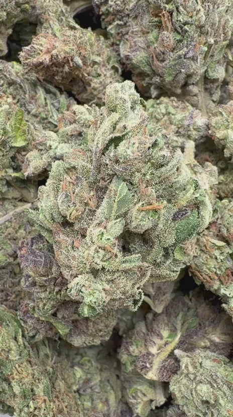 Cherry Pie - Bulk - Hybrid