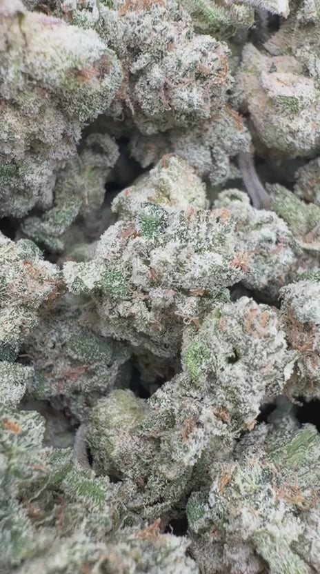 White Widow Indoor Minis - Bulk Minis - Hybrid
