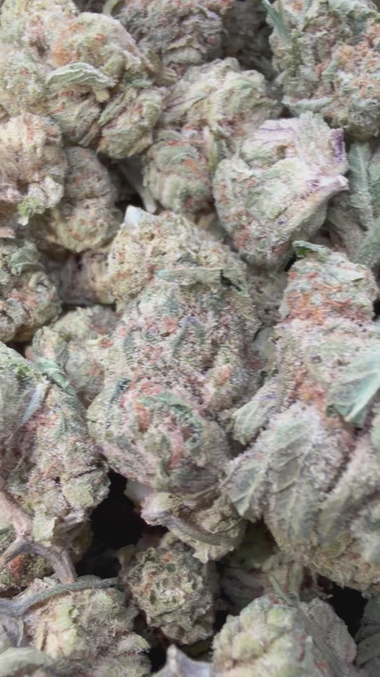 Lemon Bar Mediums - Bulk Mediums - Sativa