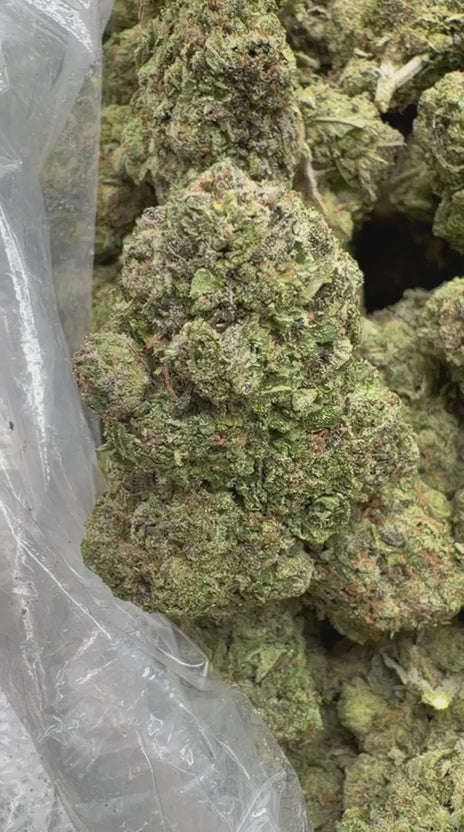 Super Candy - Bulk - Hybrid