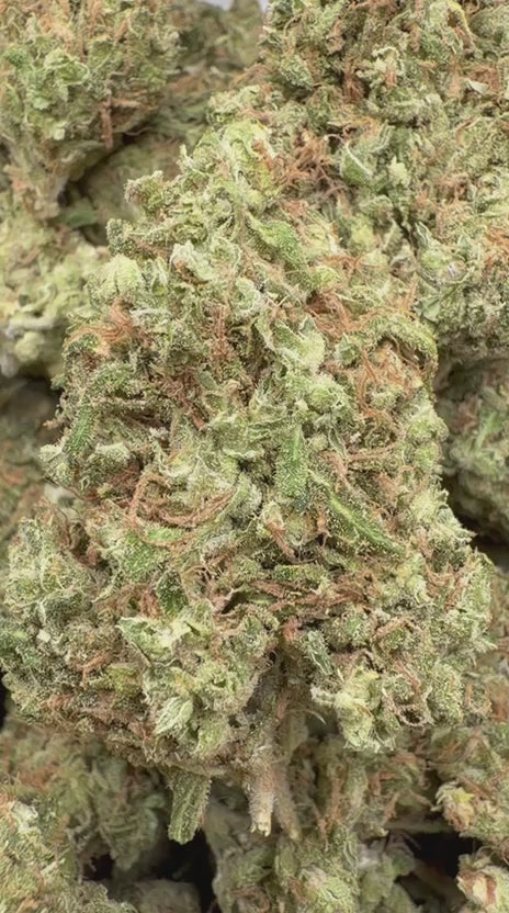 Green Crack - Bulk - Sativa
