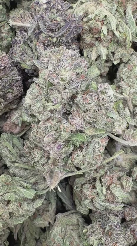 Platinum Berry - Bulk - Hybrid