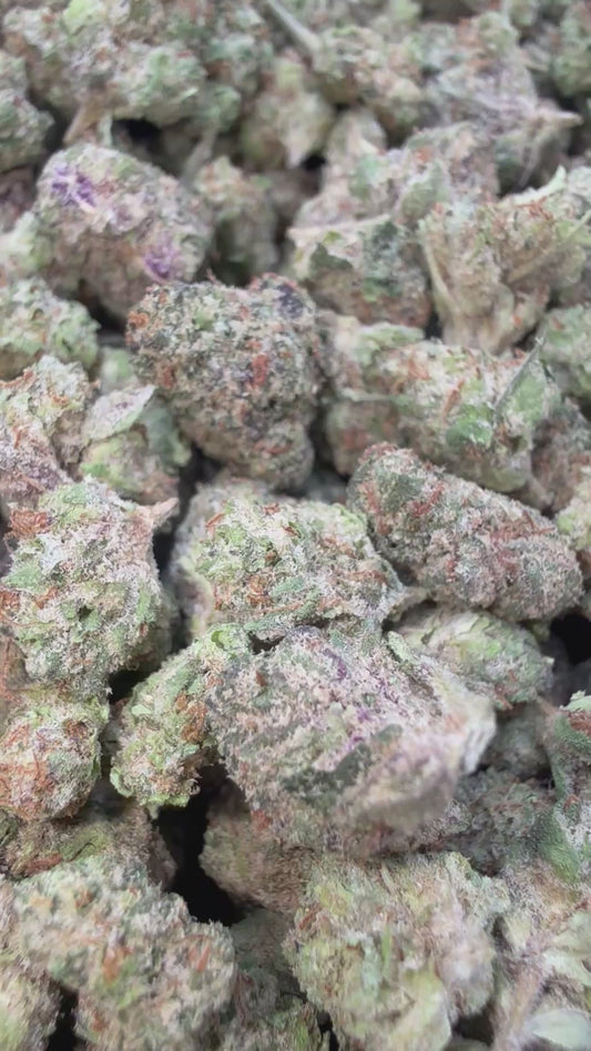 White Nerds Minis - Bulk Minis - Hybrid