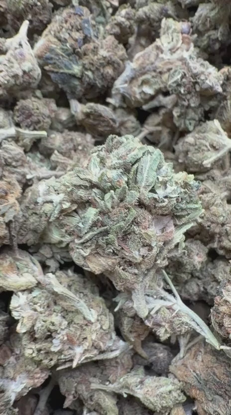 Acapulco Gold Minis - Bulk Minis - Sativa
