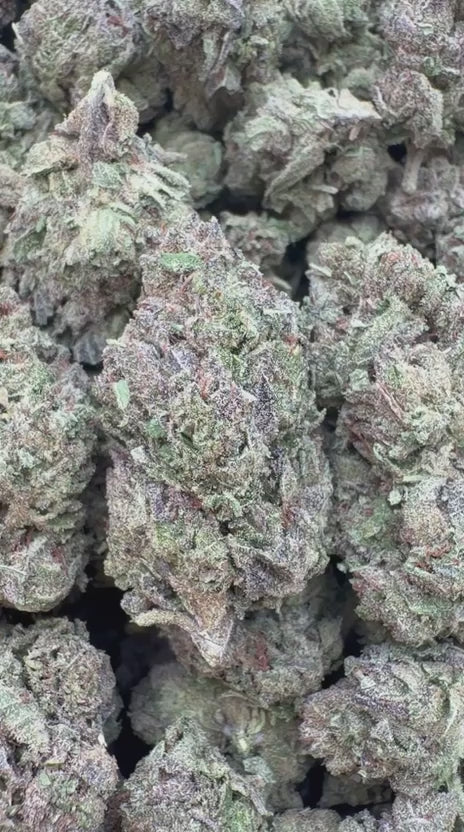 Gelato 41 - Bulk - Hybrid