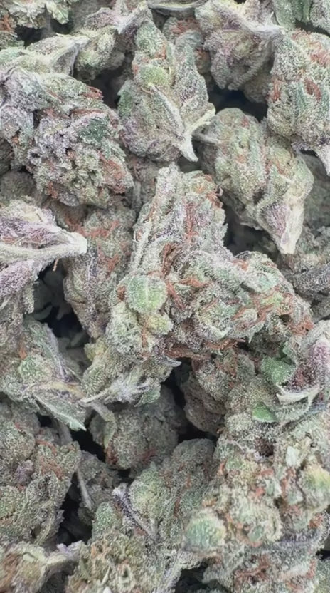 Cherry Pie Minis - Bulk Minis - Hybrid