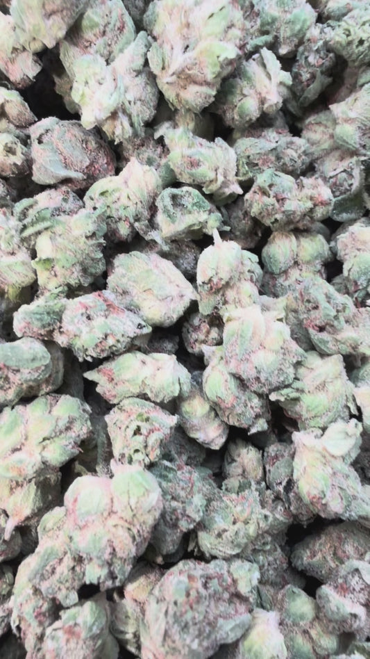 London Jealousy Minis - Bulk Minis - Hybrid