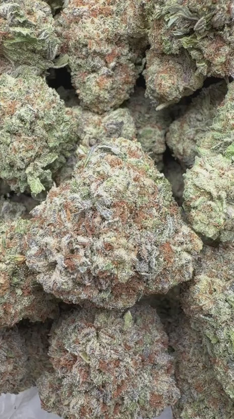 Oreoz Indoor - Bulk - Indica