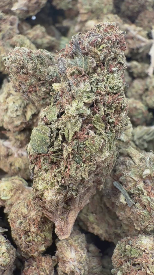 Pilot Light - Bulk - Indica