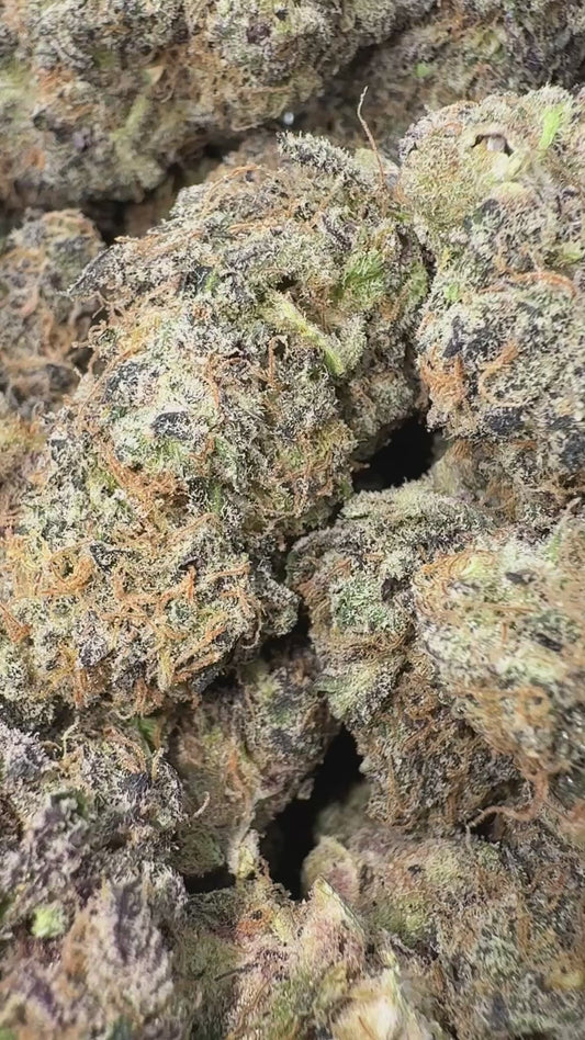 Jack Murphy - Bulk - Indica