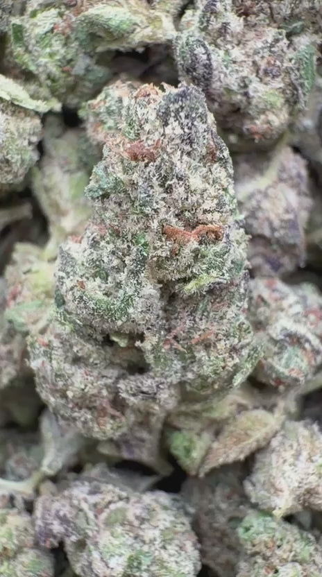 Jolly Ranchers Indoor Minis - Bulk Minis - Indica