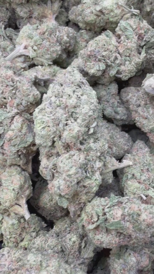 Gusher Mintz Minis - Bulk Minis - Hybrid