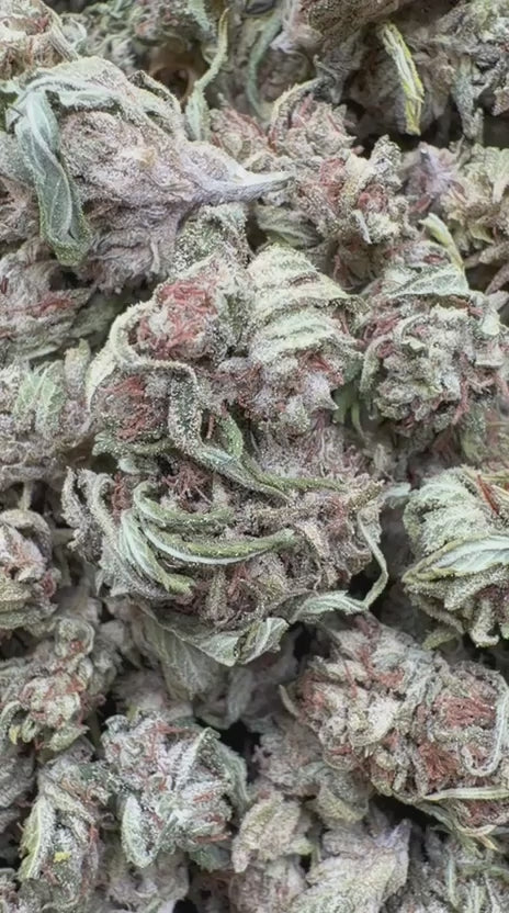 Key Lime Pie Minis - Bulk Minis - Indica