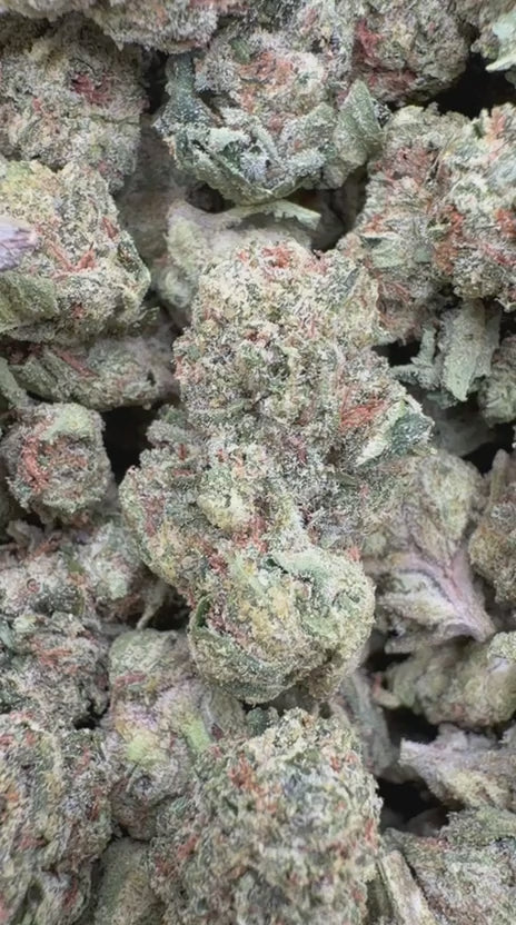 Gary Cherry Minis - Bulk Minis- Indica