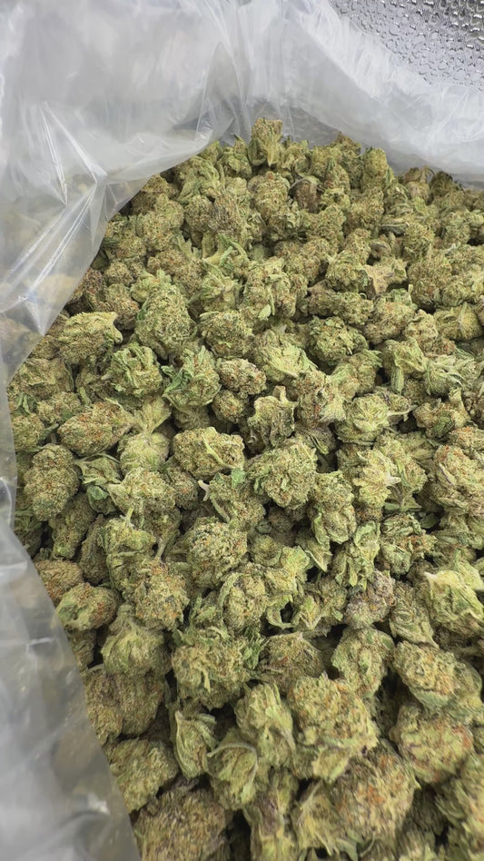 Caffeine Minis - Bulk Minis - Hybrid