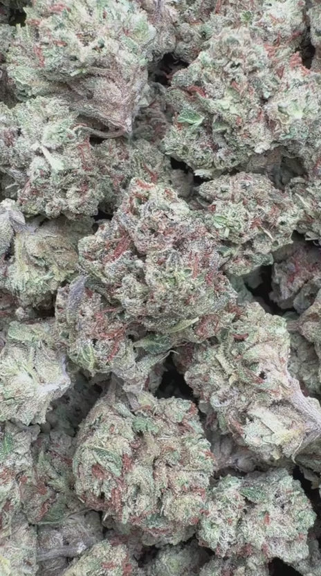 Jager Sour Diesel Mediums - Bulk Mediums - Sativa