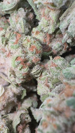 Blueberry Pancakes - Bulk - Indica