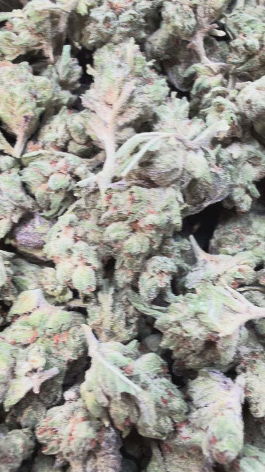 Gelato 41 Minis - Bulk Minis - Hybrid