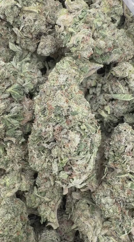 White Gushers - Bulk - Hybrid