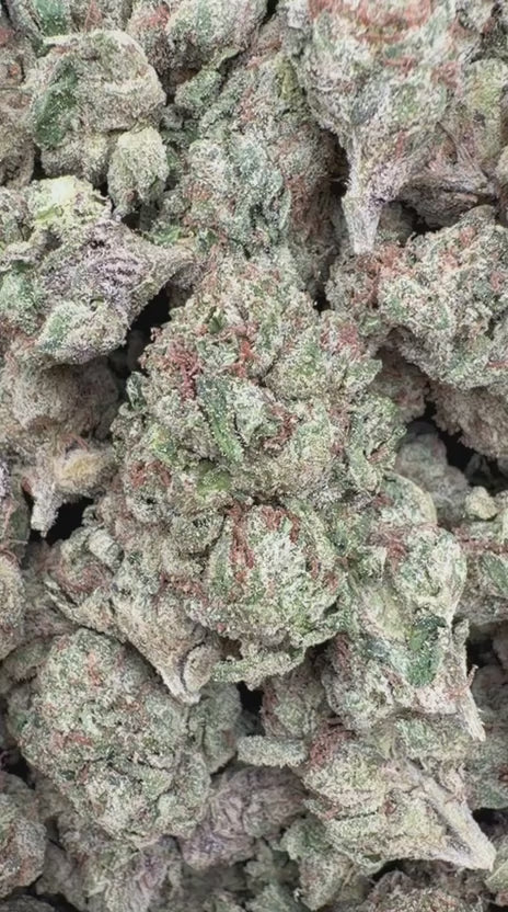 Candy Runtz - Bulk - Hybrid