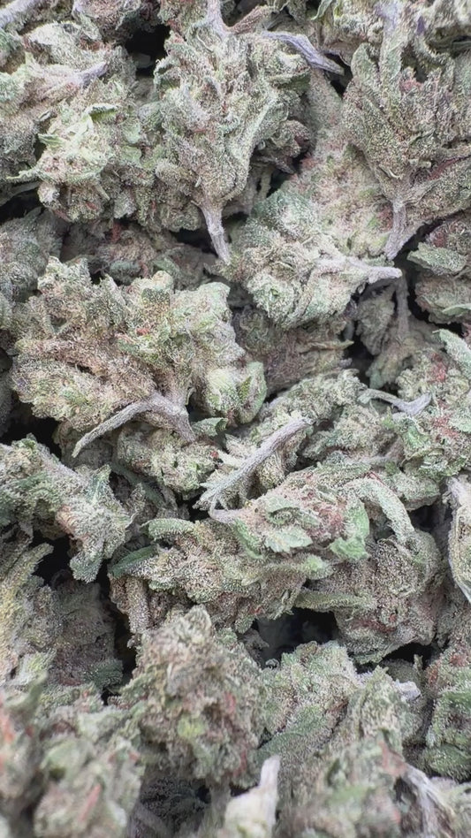 Double Dream Minis - Bulk Minis - Sativa
