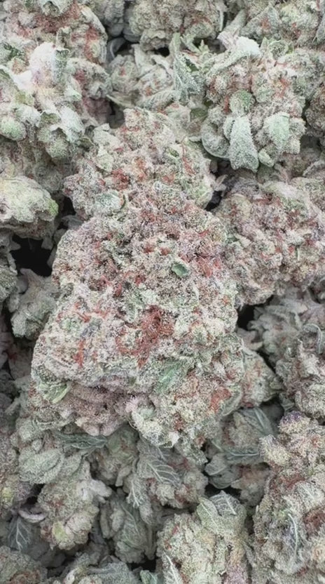 Purple Punch - Bulk - Indica