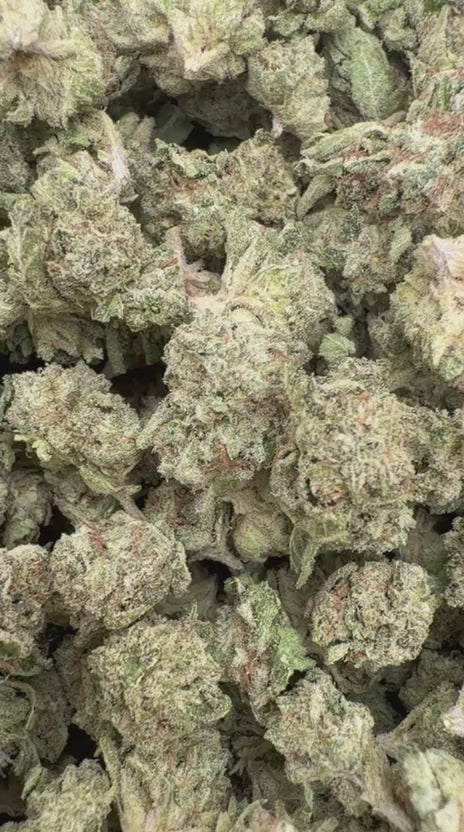 Gastro Bomb Littles - Bulk Littles - Indica
