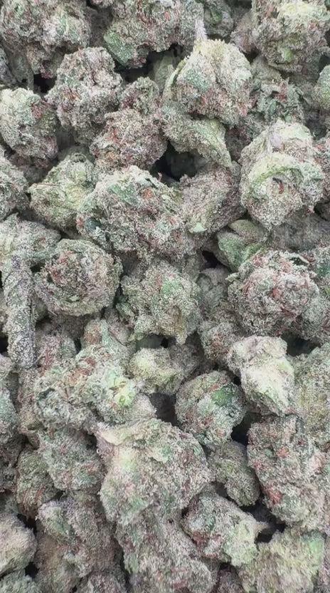 Bolo Runtz Minis - Bulk Minis - Indica