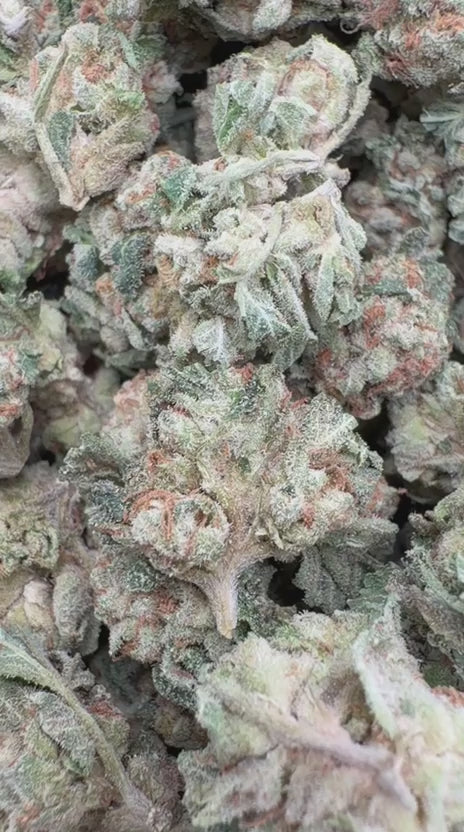 Forbidden Fruit Minis - Bulk Minis - Indica