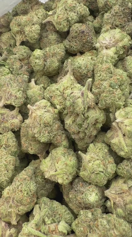 Gusher Mintz Mediums - Bulk Mediums - Hybrid