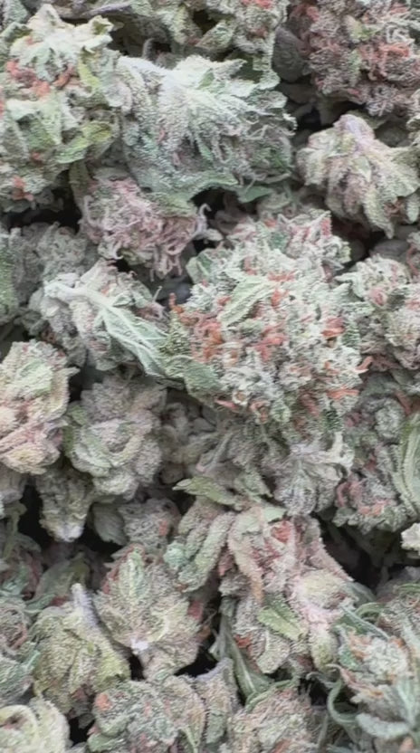 Pineapple Express Minis - Bulk Minis - Sativa