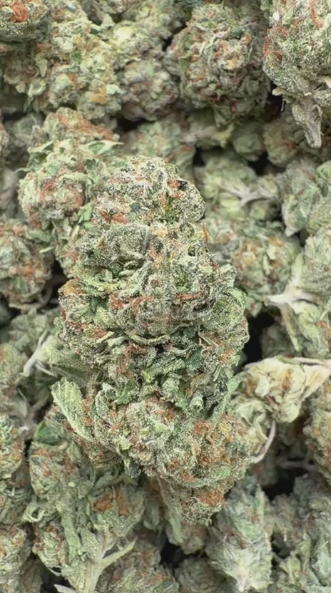 Gelato Kush - Bulk - Indica