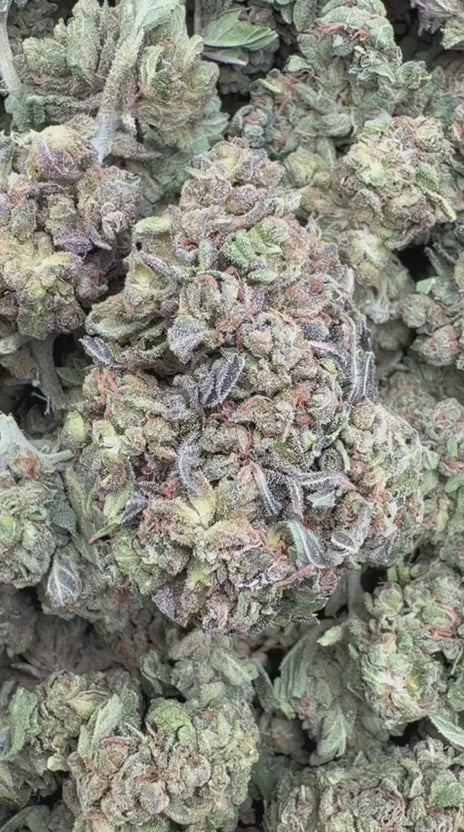 Jungle Gelato - Bulk - Indica