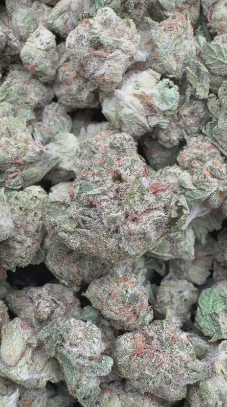 Blueberry Pancakes Minis - Bulk Minis - Indica