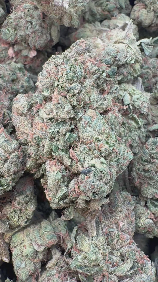 Orange Creamsicle Indoor - Bulk - Sativa
