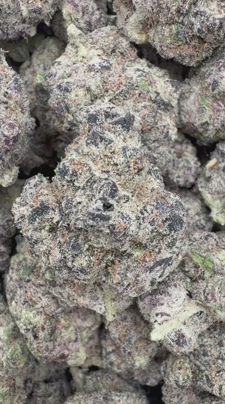Donny Burger Indoor - Bulk - Indica