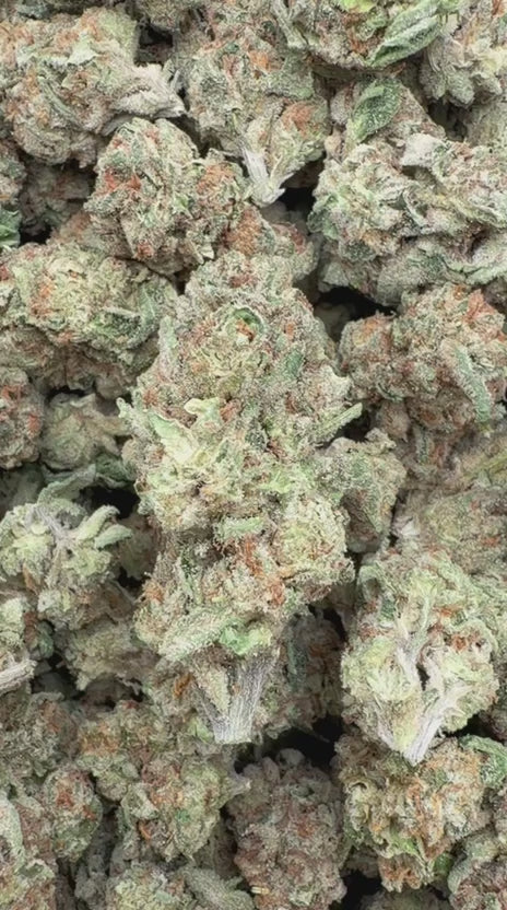 CheeseCake 41- Bulk - Indica