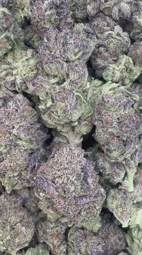 Grape Gas - Bulk - Hybrid