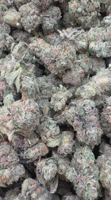Nuclear Zkittlez Indoor Minis - Bulk Minis - Hybrid